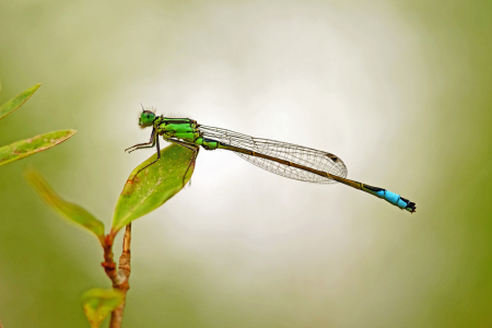 Bild-Nr: 12887410 Libelle Erstellt von: Ostfriese