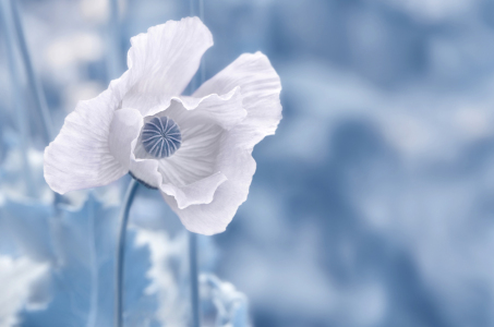 Bild-Nr: 12887576 Mohnblume Erstellt von: Atteloi