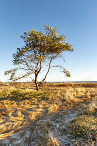 Bild-Nr: 12887580 Kiefer in den Dünen Erstellt von: Ursula Reins