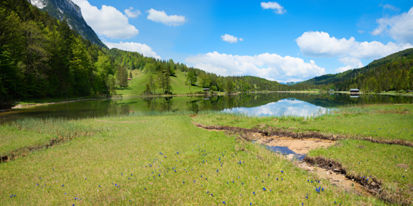 Bild-Nr: 12887599 Enzianwiese am Ferchensee Erstellt von: SusaZoom