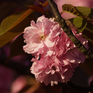 Bild-Nr: 12887829 Cherry Blossoms Erstellt von: youhaveadream