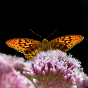 Bild-Nr: 12888212 Schmetterling Erstellt von: Atteloi