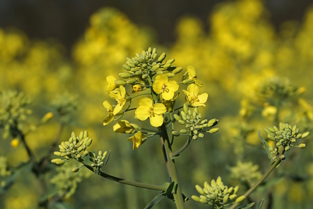 Bild-Nr: 12888275 Golden Spring Erstellt von: youhaveadream