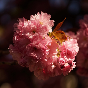 Bild-Nr: 12888277 Zarter Frühling Erstellt von: youhaveadream