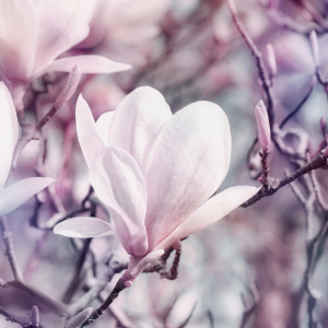 Bild-Nr: 12888580 Magnolie Erstellt von: Atteloi