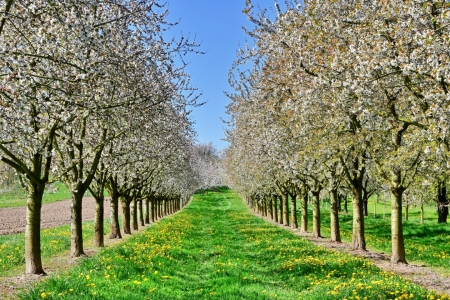 Bild-Nr: 12888892 Kirschblüte in der Ortenau Erstellt von: johafoto