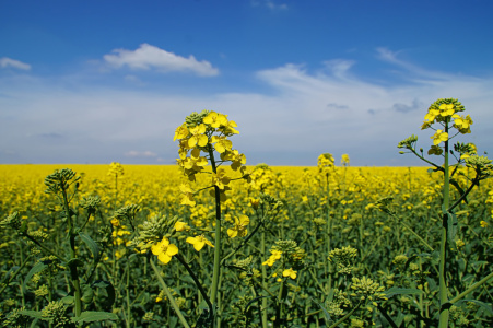 Bild-Nr: 12889808 Goldener Frühling Erstellt von: MoNoir