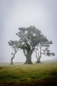 Bild-Nr: 12890154 Fanal Forest Erstellt von: DirkR