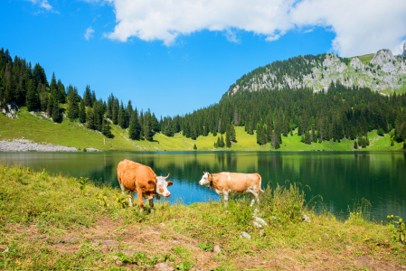 Bild-Nr: 12890459 Kühe am Oberstockensee Erstellt von: SusaZoom