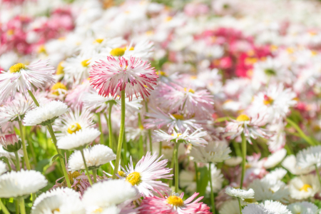 Bild-Nr: 12891021 Bellis Perennis - Gänseblümchen Erstellt von: Sandra Höfer