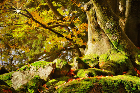 Bild-Nr: 12891034 Sonnenbad im Bayerischen Wald Erstellt von: Carsten Meyer