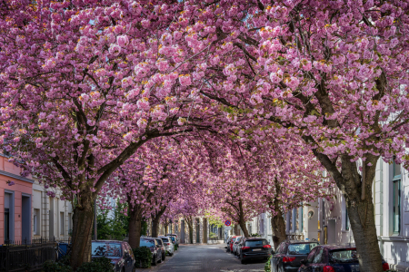 Bild-Nr: 12891311 Kirschblüte in der Altstadt von Bonn Erstellt von: Mapics