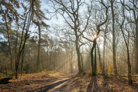 Bild-Nr: 12892261 frühmorgens im Wald im Ruhrgebiet Erstellt von: volker heide