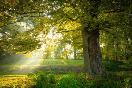 Bild-Nr: 12892806 Bäume im Herbstlicht Erstellt von: Martin Martin Wasilewski