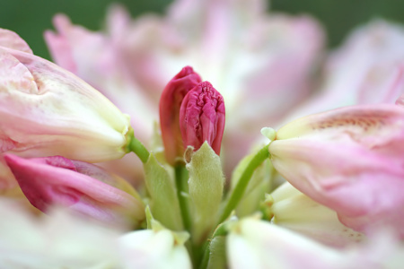 Bild-Nr: 12893084 Alpenrosen Erstellt von: youhaveadream