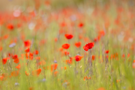 Bild-Nr: 12893365 Mohnblumen im Getreidefeld Erstellt von: Daniela Beyer