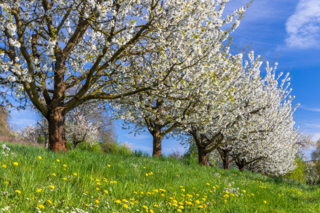 Bild-Nr: 12894169 Kirschblüte in Bayern Erstellt von: Daniela Beyer
