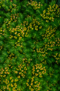 Bild-Nr: 12894249 Wolfsmilch-Euphorbia - Pflanzen-Hintergrund-Muster Erstellt von: Sandra Höfer