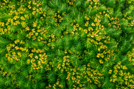Bild-Nr: 12894250 Wolfsmilch-Euphorbia - Pflanzen-Hintergrund-Muster Erstellt von: Sandra Höfer