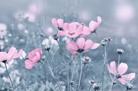 Bild-Nr: 12894315 Cosmea Erstellt von: Atteloi