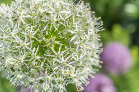 Bild-Nr: 12894361 Allium - Zierlauch Erstellt von: Sandra Höfer