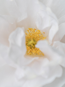 Bild-Nr: 12894379 Strauchrose Crystal Mella Erstellt von: Sandra Höfer