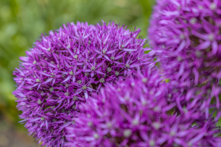 Bild-Nr: 12894382 Allium - Zierlauch Erstellt von: Sandra Höfer