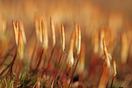 Bild-Nr: 12894784 Moosblüte Erstellt von: Ostfriese