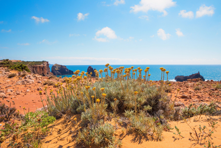Bild-Nr: 12895106 Mittelmeerstrohblumen an der Algarve Küste Erstellt von: SusaZoom