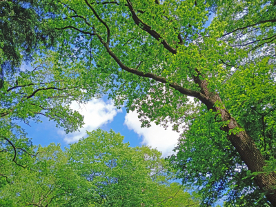 Bild-Nr: 12895448 Der Dach des Waldes Erstellt von: Ostfriese