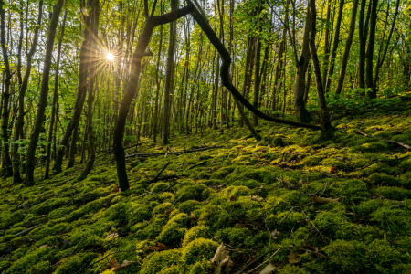 Bild-Nr: 12895464 grüner Hang einer Bergehalde im Ruhrgebiet Erstellt von: volker heide