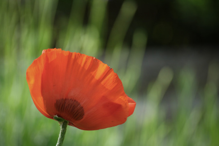 Bild-Nr: 12896032 Solo Erstellt von: PhotoMah