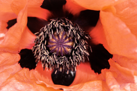 Bild-Nr: 12896205 Roter Mohn Makro Erstellt von: PhotoMah