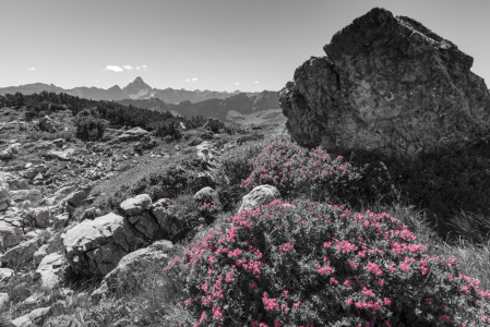 Bild-Nr: 12896278 Alpenrosenflüstern Erstellt von: Walter G. Allgöwer