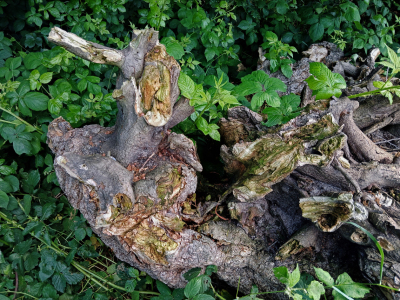 Bild-Nr: 12896785 Altes Wurzelholz im Grünem Erstellt von: Ostfriese