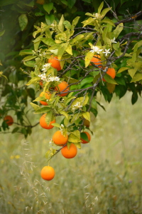 Bild-Nr: 12896921 Orangen Erstellt von: GUGIGEI