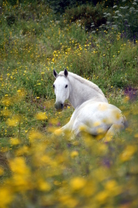 Bild-Nr: 12896926 relaxed Erstellt von: GUGIGEI