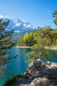 Bild-Nr: 12897220 Felsenkiefer am Eibsee Erstellt von: SusaZoom
