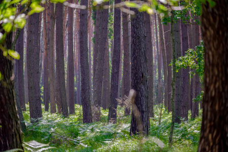 Bild-Nr: 12898088 Wald Erstellt von: Gregor Handy