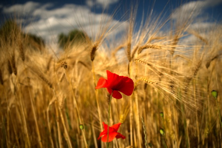 Bild-Nr: 12898286 Mohnblume Erstellt von: Bellavonte