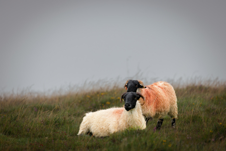 Bild-Nr: 12898364 Schafe im Dartmoor Erstellt von: DirkR