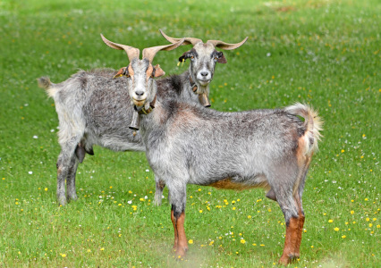 Bild-Nr: 12898936 Ziegen Erstellt von: GUGIGEI
