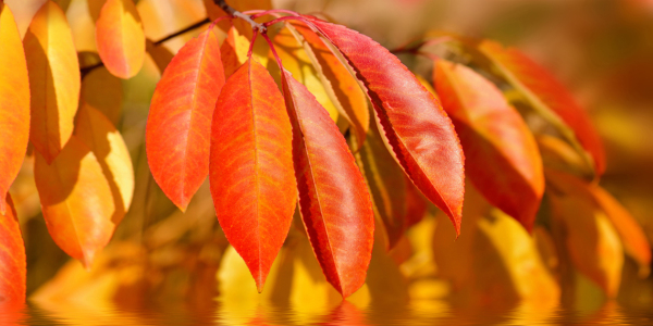 Bild-Nr: 12899586 Herbstblätter Erstellt von: Atteloi