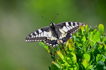 Bild-Nr: 12899770 Hoch oben auf dem Berg  Erstellt von: falconer59