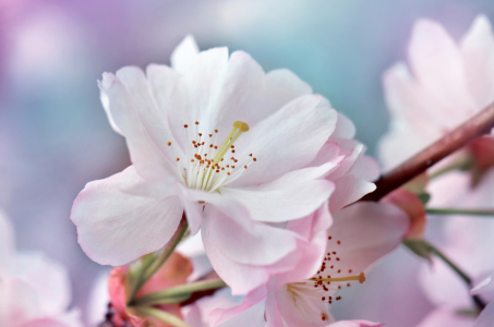 Bild-Nr: 12900408 Japanische Kirschblüte Erstellt von: Atteloi