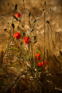 Bild-Nr: 12900543 Mohnblumen im Weizenfeld Erstellt von: Bellavonte