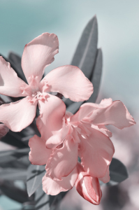 Bild-Nr: 12900559 Oleander Erstellt von: Atteloi