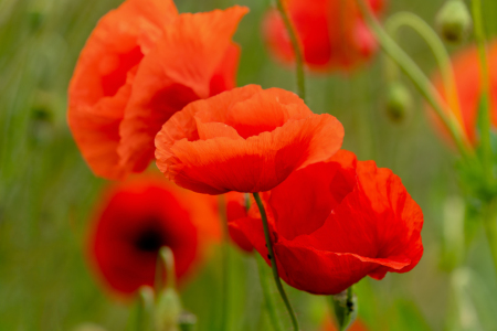Bild-Nr: 12901192 blühender roter Klatschmohn Erstellt von: volker heide