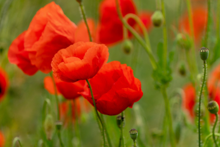 Bild-Nr: 12901194 roter blühender Klatschmohn Erstellt von: volker heide
