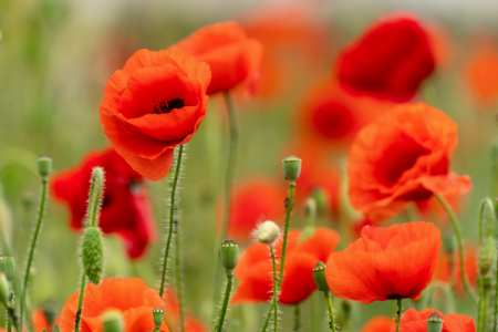Bild-Nr: 12901195 Samenkapseln vor rotem Klatschmohn Erstellt von: volker heide